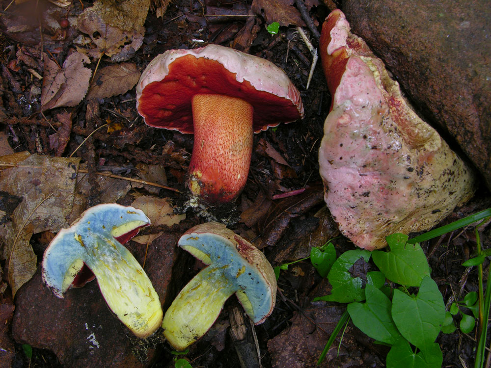 2 Boletus fotog.il 15.09.09.